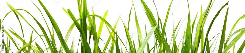 Close-up perspective of a soft grass field Close-up perspective of a soft grass field