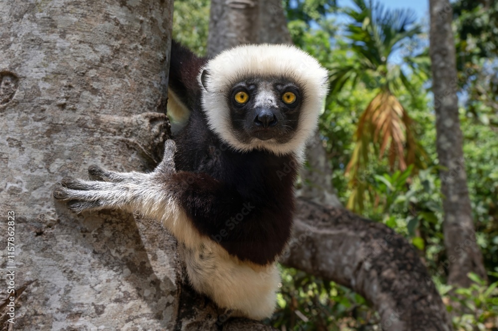 Fototapeta premium Coquerel's sifaka lemur (Propithecus coquereli), Endemic species, Nature of Madagascar