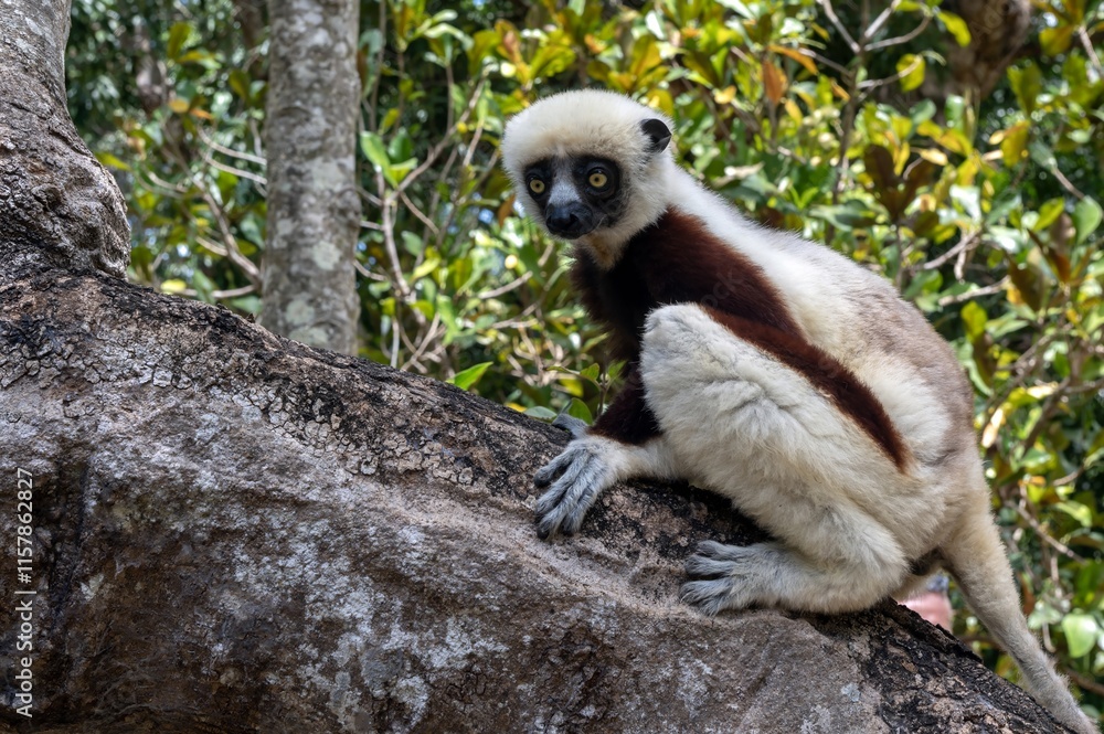 Fototapeta premium Coquerel's sifaka lemur (Propithecus coquereli), Endemic species, Nature of Madagascar