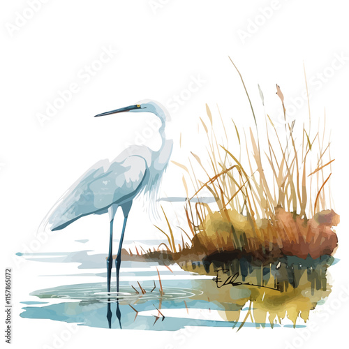 A watercolor drawing of an egret wading through marshlands, isolated on a white background. Egret vector.
