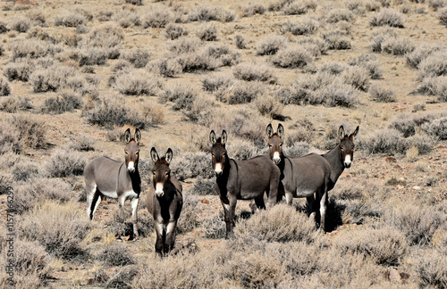 Wild Burros on the Nightingale Mountains near Pyramid Lake, Nevada.
