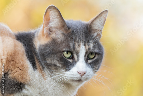 retrato de gata de tres colores, blanco, gris y naranjo claro photo