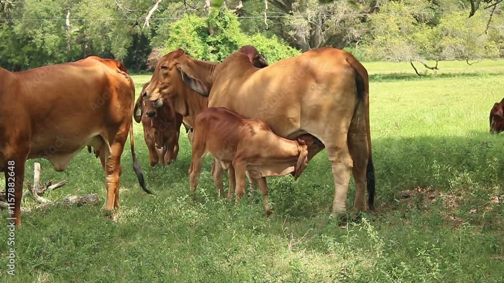 livestock red brahman cattle in farm with his breeding livestock red brahman cattle in farm with his breeding