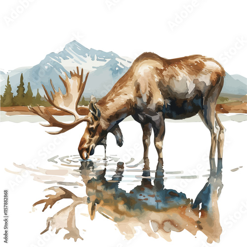 A watercolor drawing of a moose drinking from a lake, isolated on a white background. Moose vector.
 photo