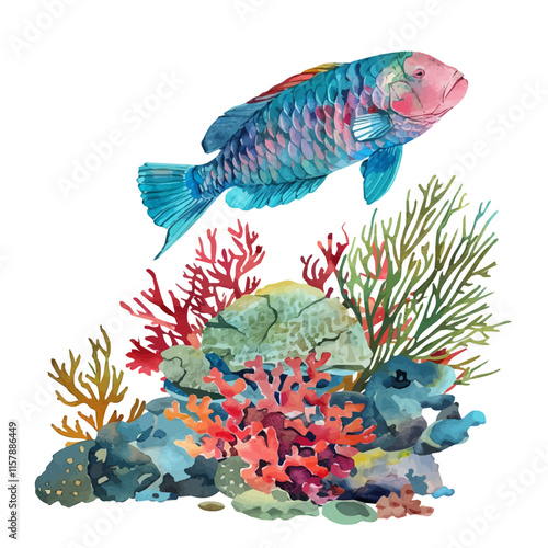 A watercolor vector of a parrotfish nibbling on coral, isolated on a white background. Parrotfish vector.
