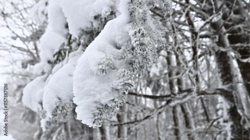 Spruce Knob Blizzard. 