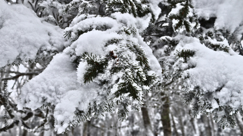 Spruce Knob Blizzard. 