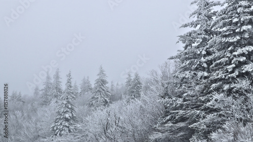 Spruce Knob Blizzard. 