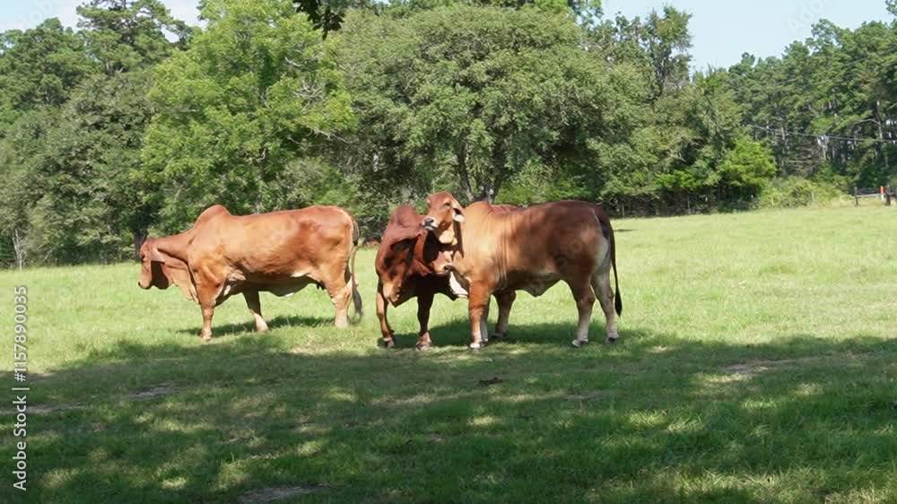 livestock red brahman cattle in natural place farm livestock red brahman cattle in natural place farm