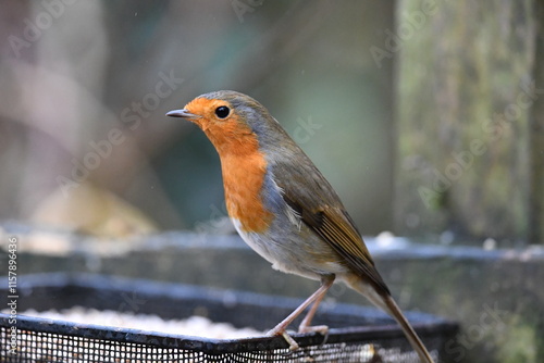 Very correct Robin redbreast