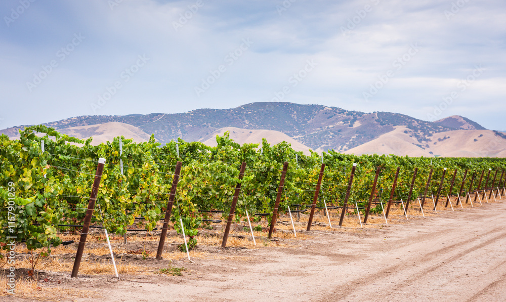 Naklejka premium Vineyard Row - San Luis Obispo County, California USA. A row of grapevines at a vineyard in Central California with mountains in the background.