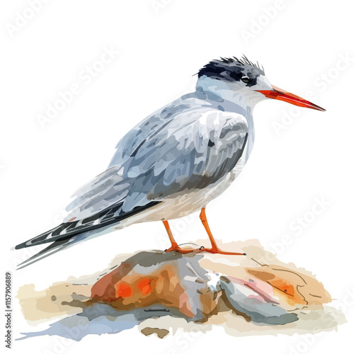 A watercolor drawing of a tern nestling on a sandy beach, isolated on a white background. Tern vector.
