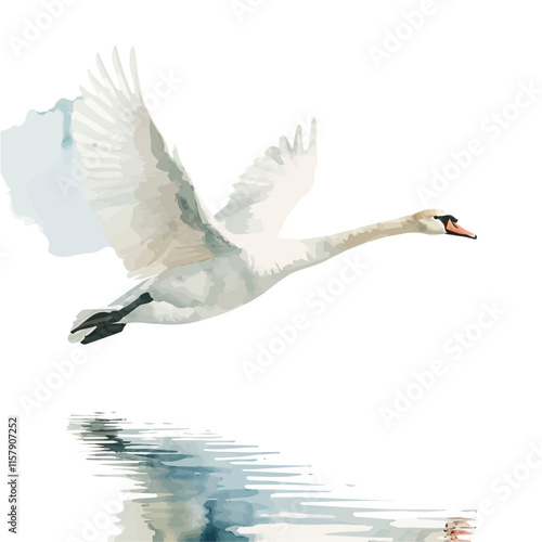 A watercolor painting of a swan flying over a lake, isolated on a white background. Swan vector.
