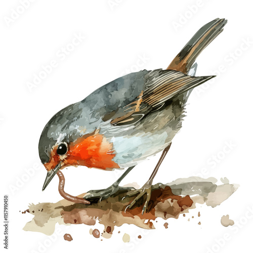 A watercolor vector of a robin pulling a worm from the ground, isolated on a white background. Robin vector.
