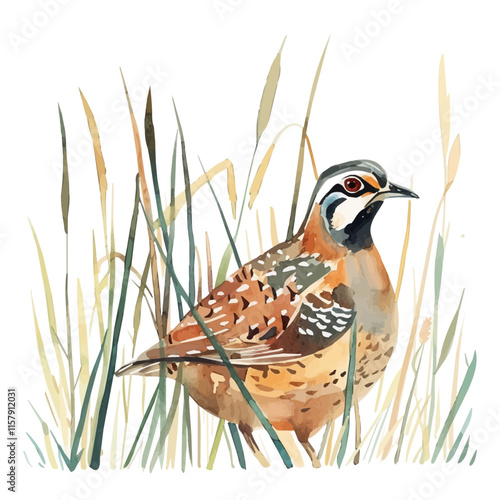 A watercolor vector of a quail hiding in tall grass, isolated on a white background. Quail vector.
