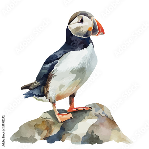 A watercolor painting of a puffin standing on a rocky ledge, isolated on a white background. Puffin vector.
