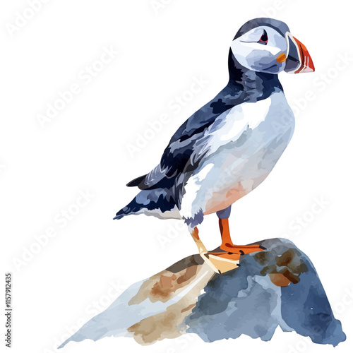 A watercolor painting of a puffin standing on a rocky ledge, isolated on a white background. Puffin vector.
