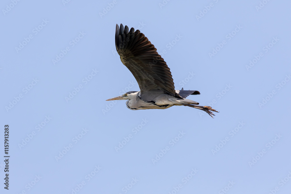Obraz premium Grey Heron in flight against a clear blue sky. A majestic bird soaring gracefully.