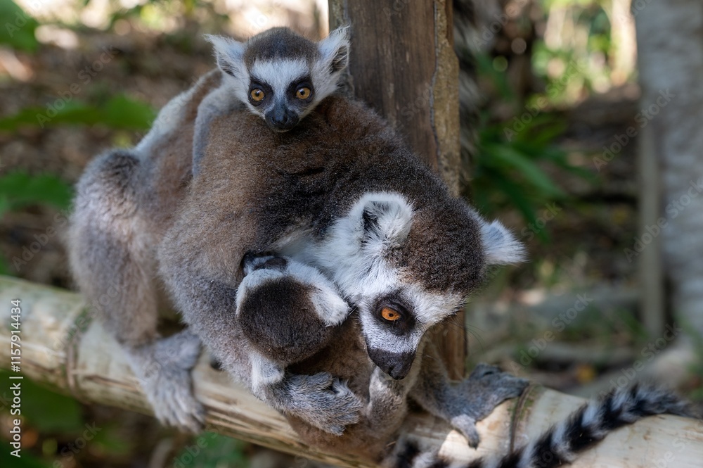 Obraz premium Ring-tailed lemur (Lemur catta), with cub. Nature of Madagascar.