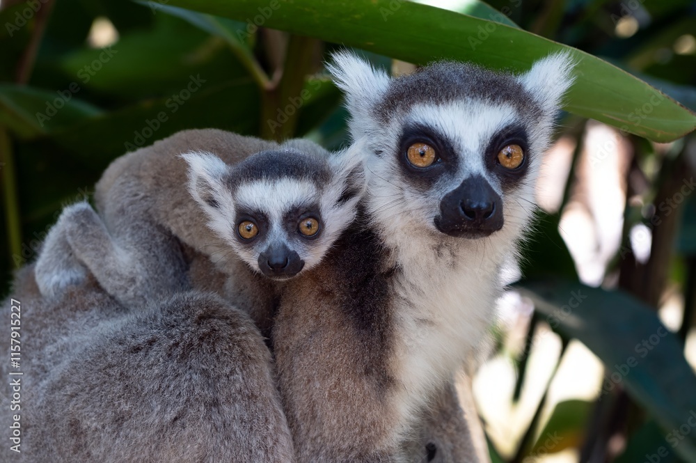 Obraz premium Ring-tailed lemur (Lemur catta), with cub. Nature of Madagascar.