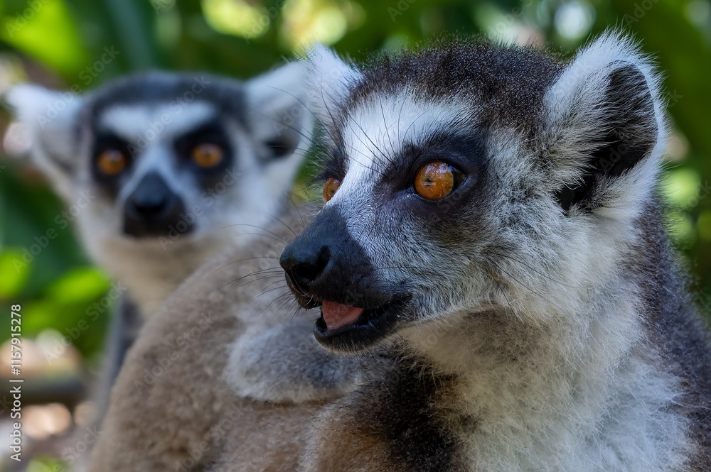 Obraz premium Ring-tailed lemur (Lemur catta), with cub. Nature of Madagascar.