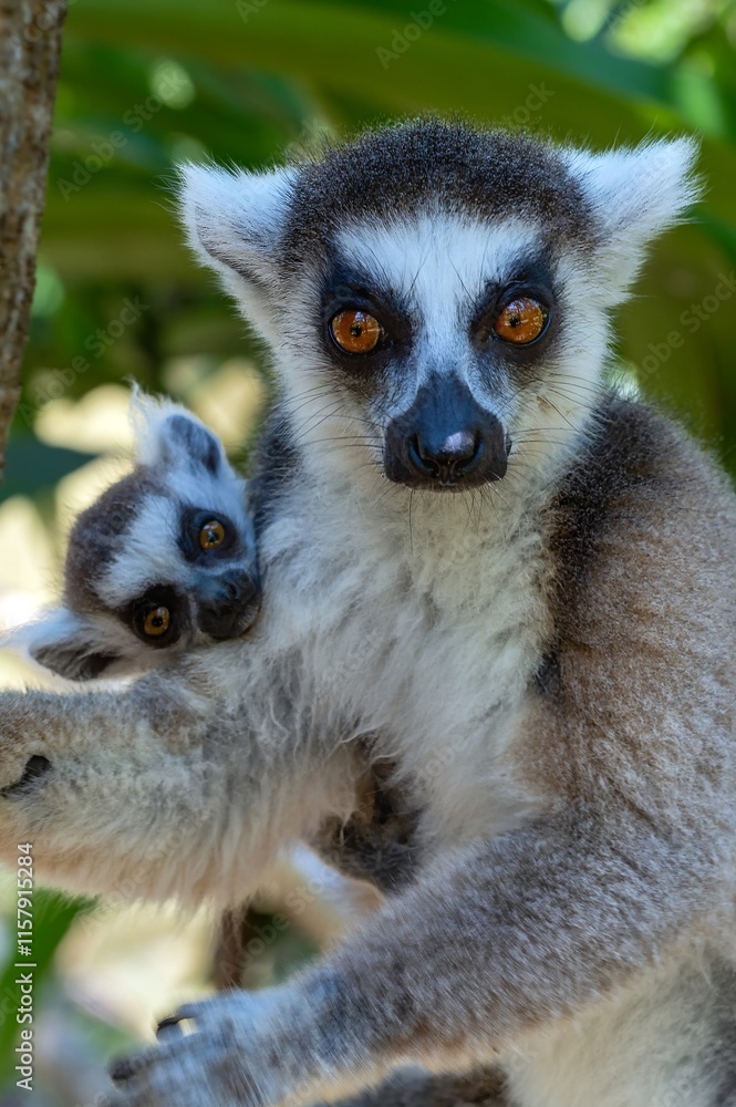 Obraz premium Ring-tailed lemur (Lemur catta), with cub. Nature of Madagascar.
