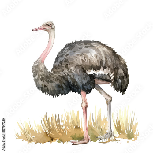 A striking portrayal of an ostrich in its natural habitat, showcasing its unique features and stature.

