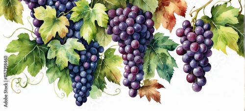Watercolor grapes with green leaves