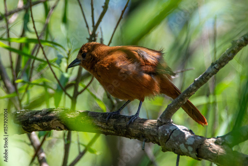 white-lined tanager (Tachyphonus rufus), female, in the wild at reserva ecologica costanera sur nature reserve, buenos aires, argentina photo