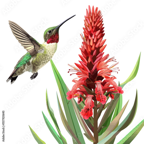 A watercolor vector painting of a hummingbird hovering by a red flower, isolated on a white background. Hummingbird vector.

