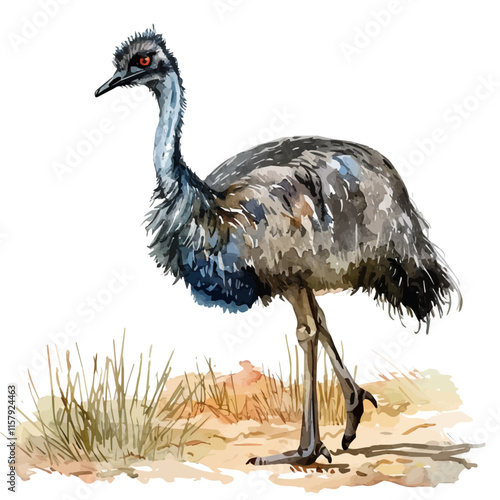 A watercolor vector painting of an emu wandering in the Australian outback, isolated on a white background. Emu vector.