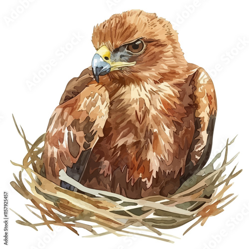 A watercolor vector painting of an eagle chick waiting in the nest, isolated on a white background. Eagle vector.