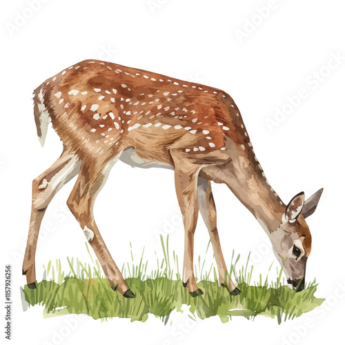 A watercolor vector painting of a deer grazing in the meadow, isolated on a white background. Deer vector.