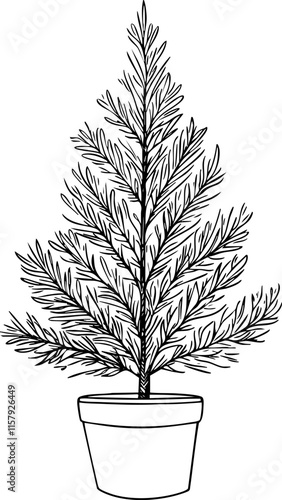 Outline illustration of a potted evergreen tree on a white background.