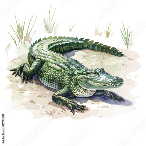 A watercolor vector painting of alligator resting on a riverbank, isolated on a white background. Alligator vector.

