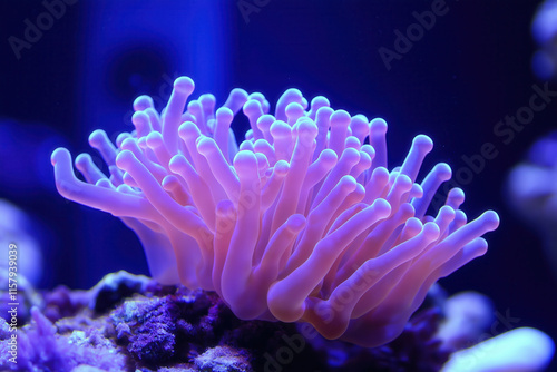 Vibrant pink sea anemone under blue light photo