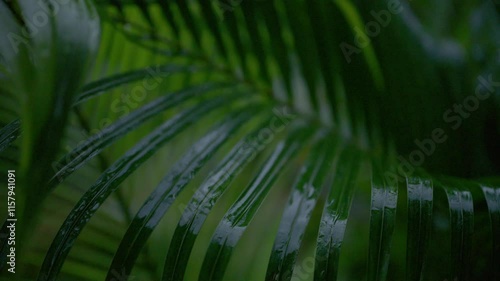 Tropical palm leaves gently swaying in rain