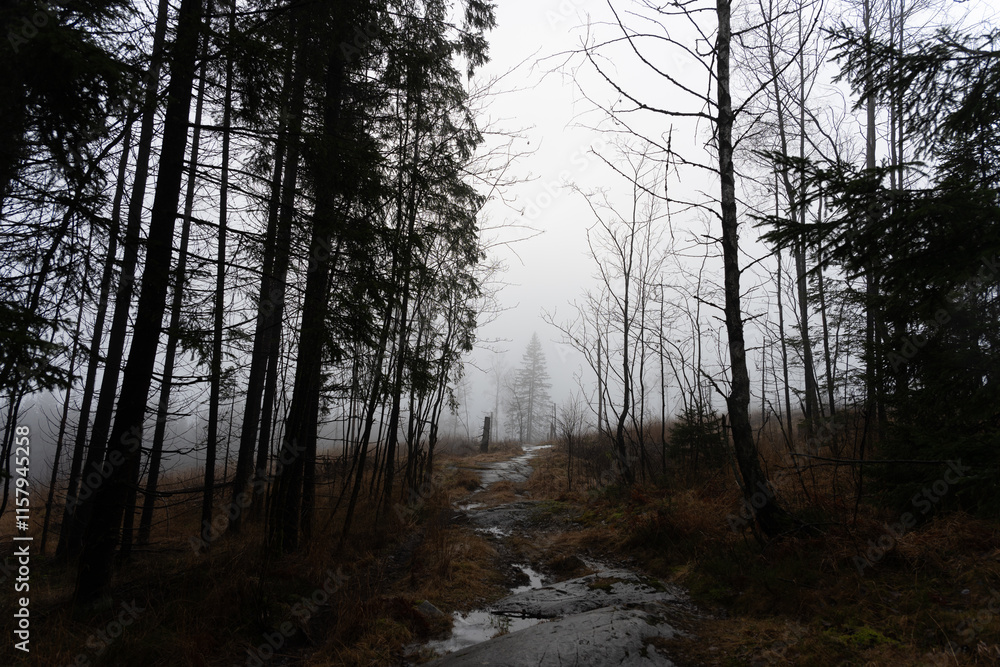 Obraz premium Forest, fog, winter