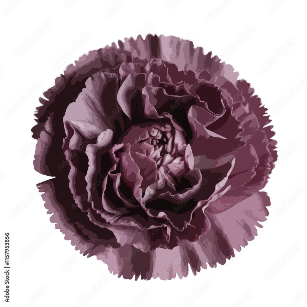 Obraz premium Beautiful Mauve purple color carnation flower vector isolated floral illustration