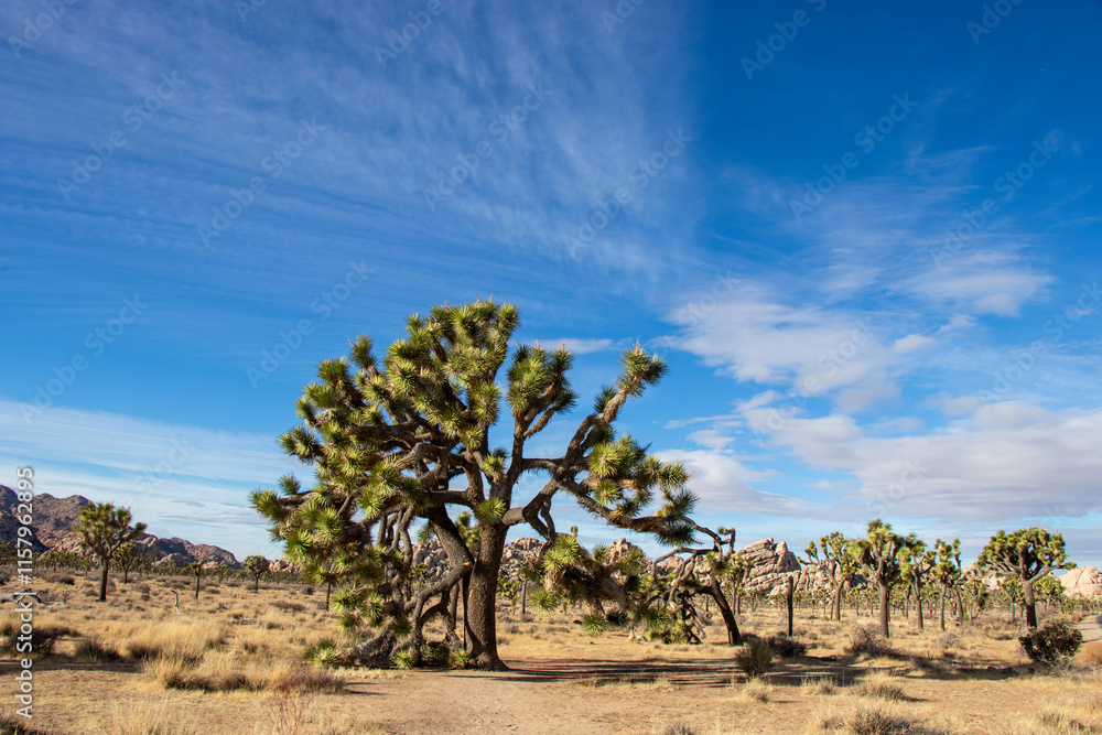 Joshua Tree National Park, California Joshua Tree National Park, California