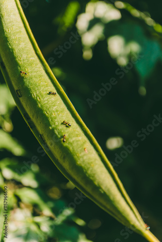 Detailed macro view of a green pod with ants on its surface, surrounded by vibrant green foliage. Useful for botany, pest control, or agricultural themes.
