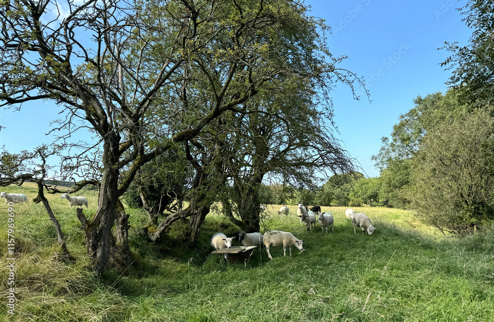 Obraz premium Sheep graze peacefully under the shade of sprawling trees in a verdant meadow. The clear blue sky and lush greenery create a serene pastoral scene near, Barnoldswick, UK