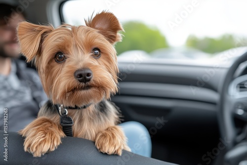 A lively Yorkshire Terrier puppy pops its head over a car seat, its expressive eyes filled with excitement and adventure, as it enjoys a joyful car ride. photo