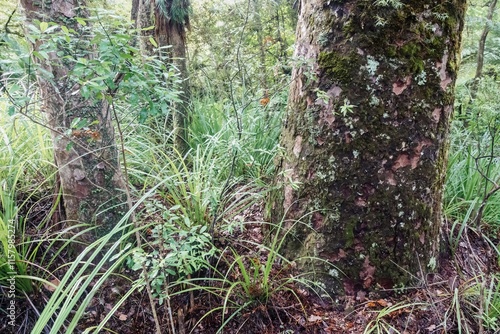 Close-up of mossy tree trunk and lush undergrowth. Nature's textures and vibrant greens. Perfect for nature, forest, or botanical themes. Cascade Kauri Walk, Waitakere Ranges, Auckland, New Zealand photo