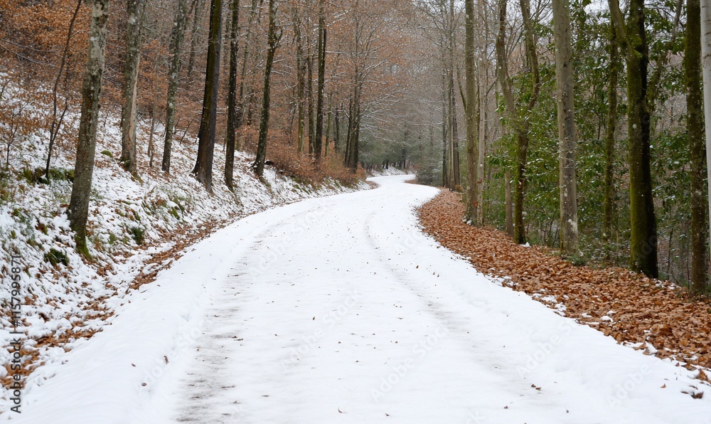 A snow-covered winding path through a forest with autumn leaves. A snow-covered winding path through a forest with autumn leaves.