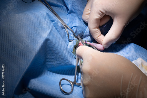 Canvastavla Male cat neutering surgery in a veterinary clinic