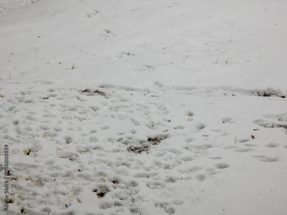 Paw prints in the snow Paw prints in the snow