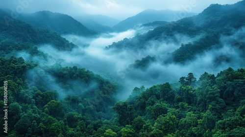 a static view of a forest covered by fog during a cold winter day in the mountains serra da mantiqueira brazil