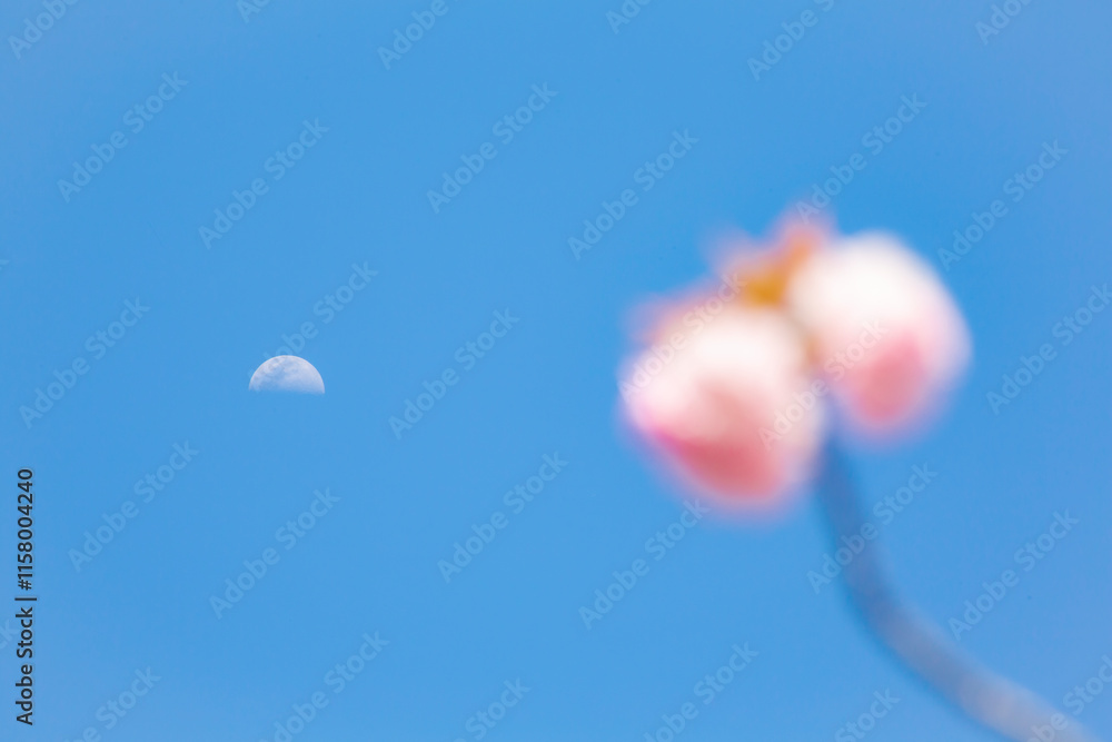 青空に八重桜
