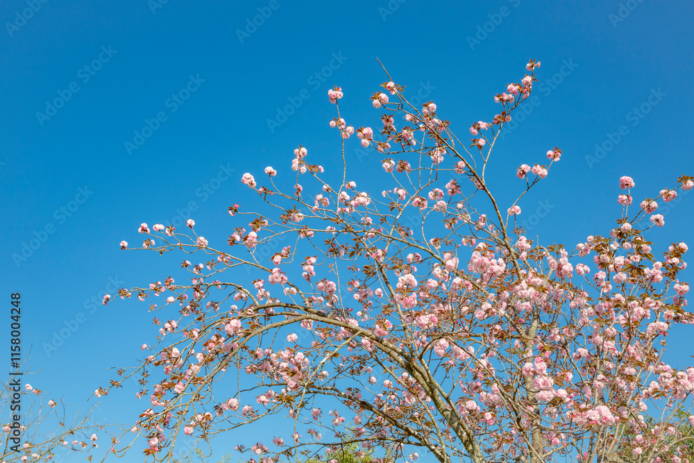 青空に八重桜